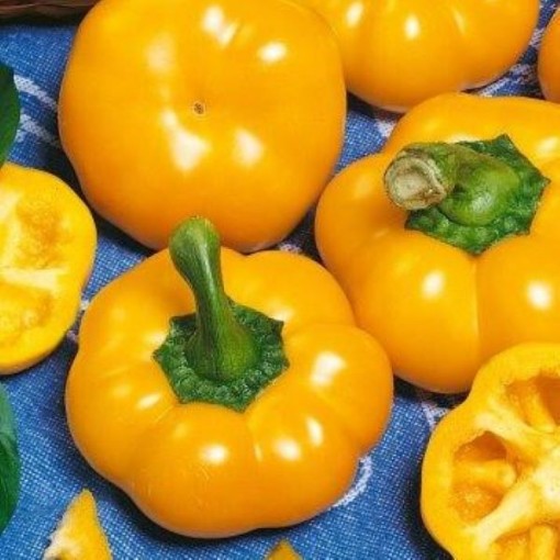 Sweet Cheese Yellow Pepper Seeds SP72-20