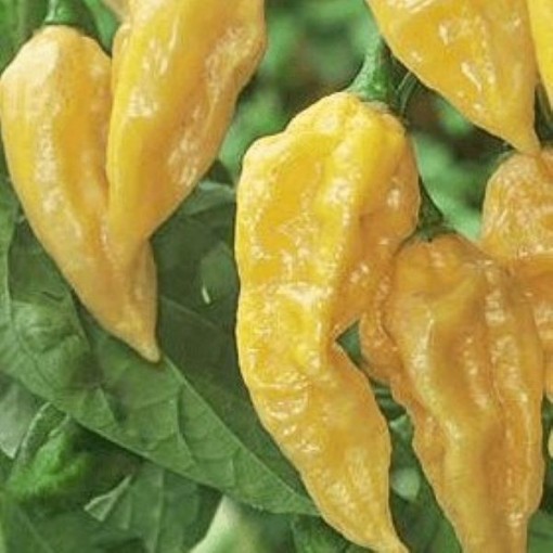 Fatalii Yellow Peppers HP80-10