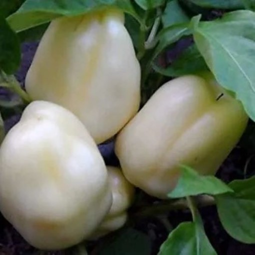 Albino Peppers SP97-10