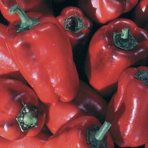 Buran Peppers SP121-20