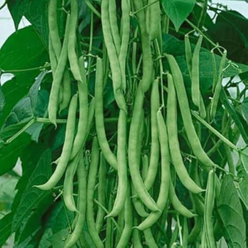 Missouri Wonder Beans BN112-25