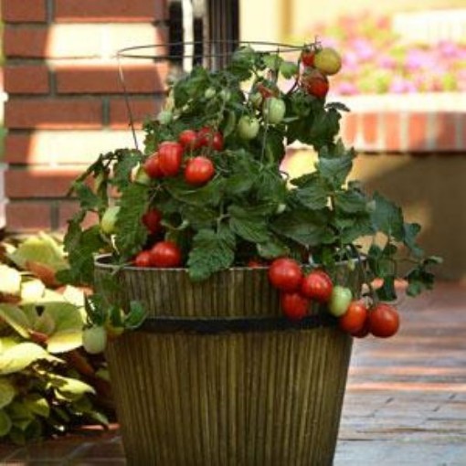 Little Napoli Tomato TM838-10