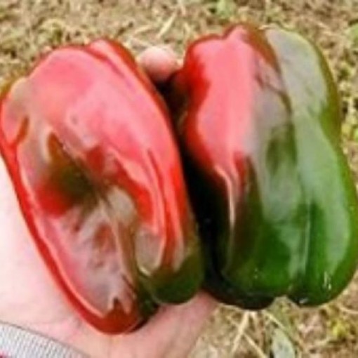 Napoleon Peppers SP207-20