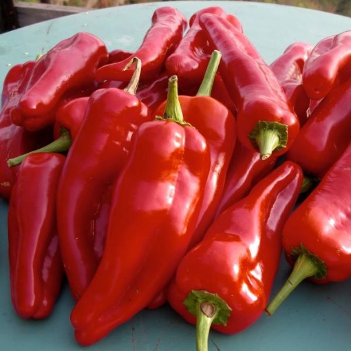 Doux d'Espagne Peppers SP209-10