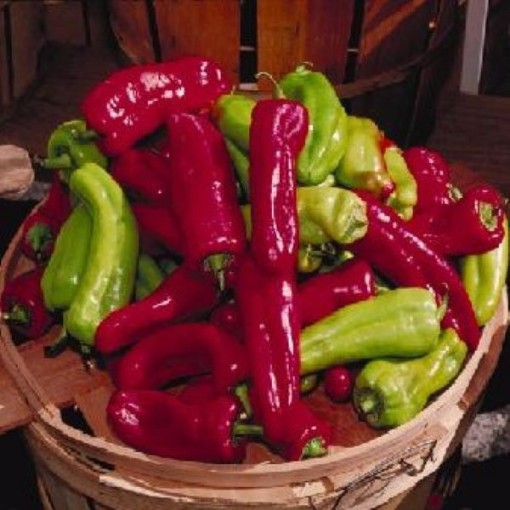 Italian Sweet Frying Peppers SP217-10