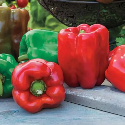 Gurney's Giant II Peppers SP228-10