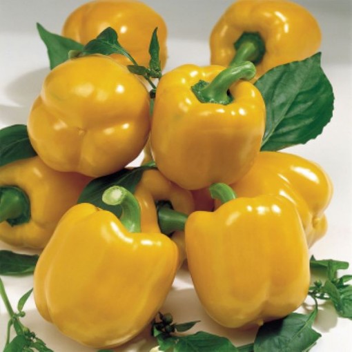 Goliath Goldrush Peppers SP230-10