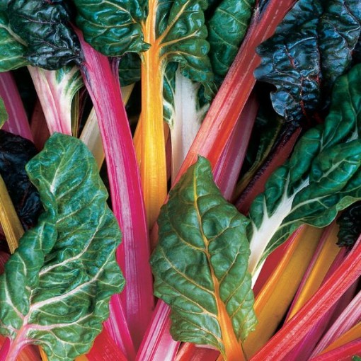 Picture of Bright Lights Swiss Chard Seeds