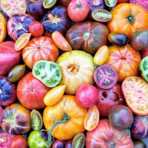 Picture of Heirloom Tomato Mix Seeds