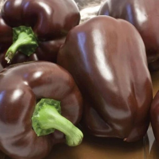 Chocolate Bell Peppers SP233-20