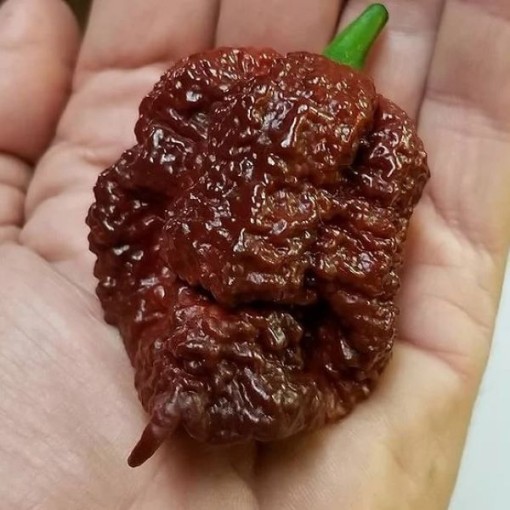 Apocalypse Scorpion Chocolate Peppers HP2557-10