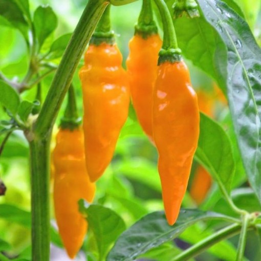 Datil Orange Peppers HP1948-10