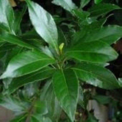 Bay Laurel Tree HB193-10