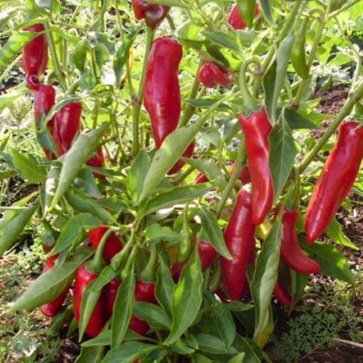 Hungarian Paprika Peppers HP117-10