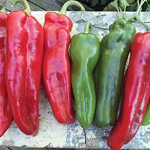 Giant Italian Roaster Pepper Seeds SP257-10