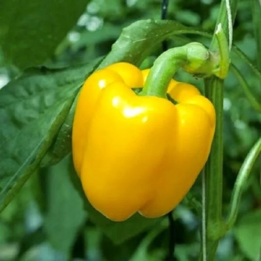 Canary Belle Peppers SP258-10