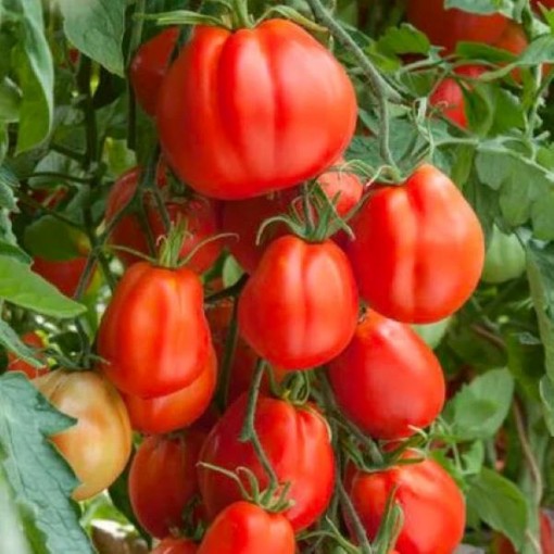 Giant Garden Paste Tomato TM962-20 