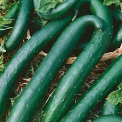 Green Dragon Cucumbers CU136-20