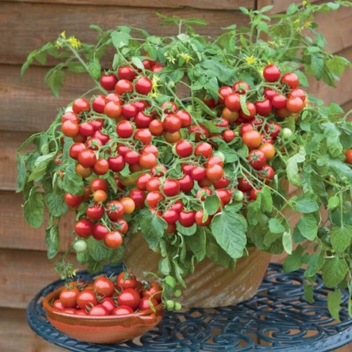 Cherry Falls Tomato TM964-20