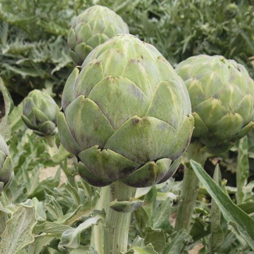 Wonder Artichokes AR8-25