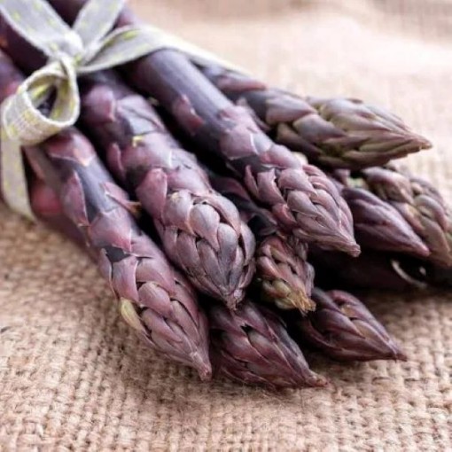 Purple Passion Asparagus AS11-25