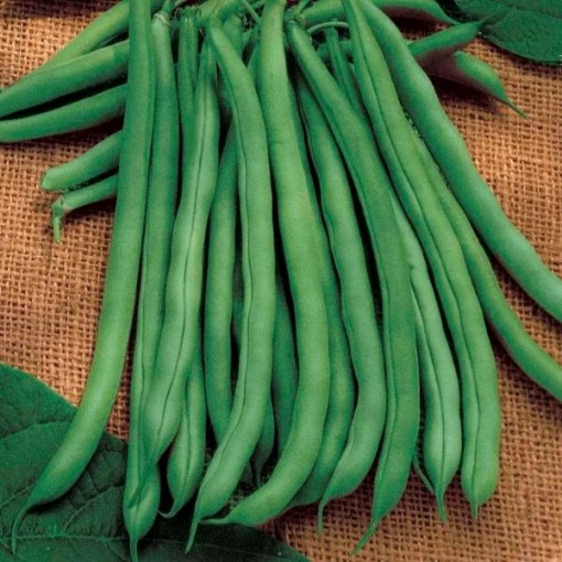 Blue Lake 274 Bush Beans BN2-50