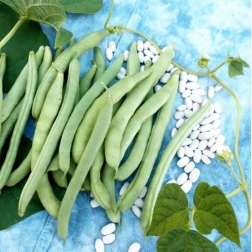 White Half Runner Beans BN3-50