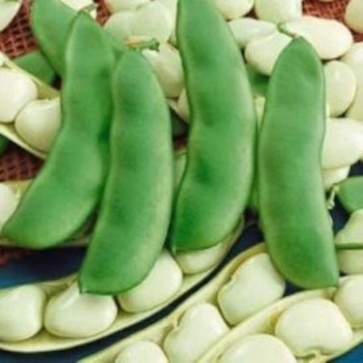 Henderson Lima Beans BN4-50