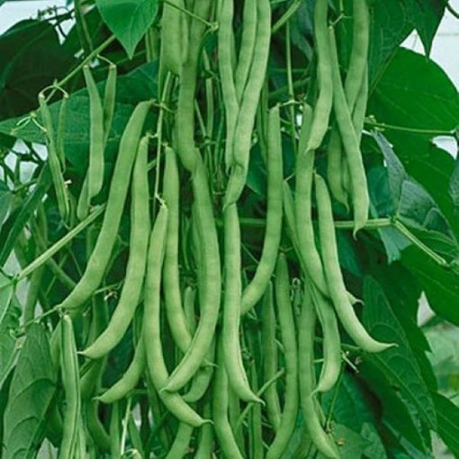 Kentucky Wonder Pole Beans BN5-50