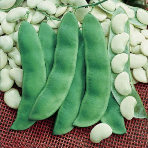 King of the Garden Lima Beans BN6-25