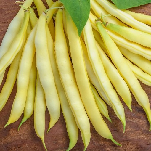 Improved Golden Wax Beans BN8-50