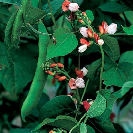 Painted Lady Runner Beans BN27-25