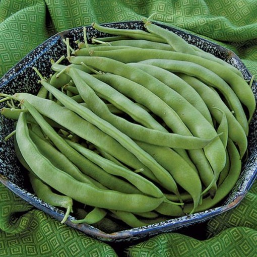 Bountiful Beans BN38-50