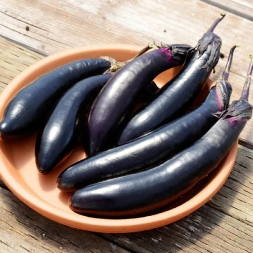 Millionaire Eggplants EG14-20