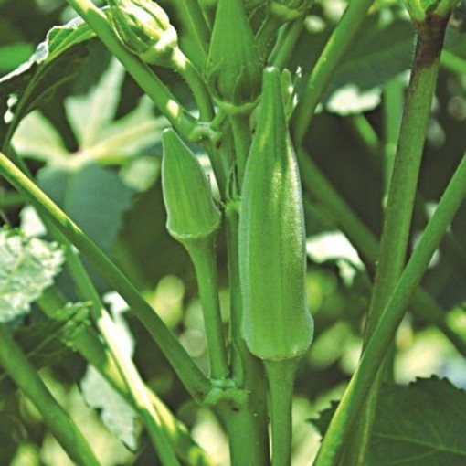 Louisiana Green Velvet Okra OK3-20