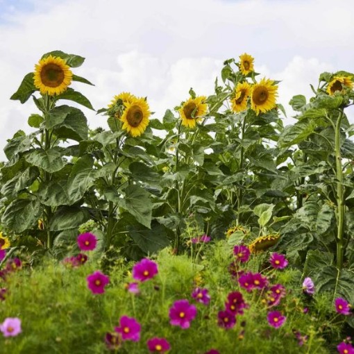 Mongolian Giant Sunflowers FL12-10