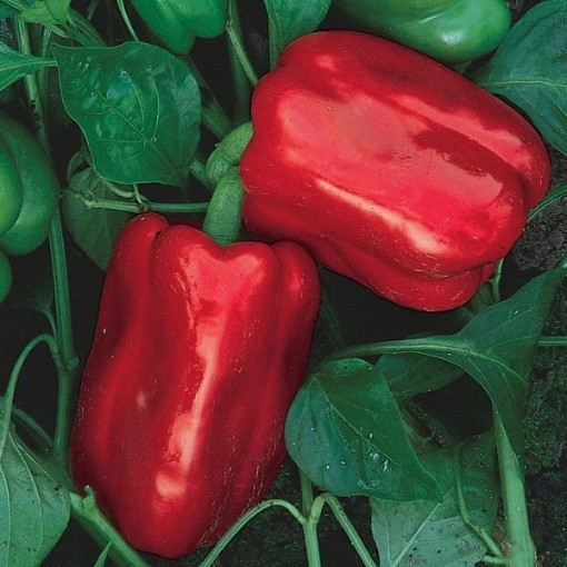 Chinese Giant Peppers SP16-20