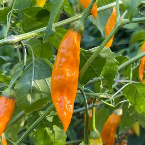 Aji Habanero Peppers HP487-10