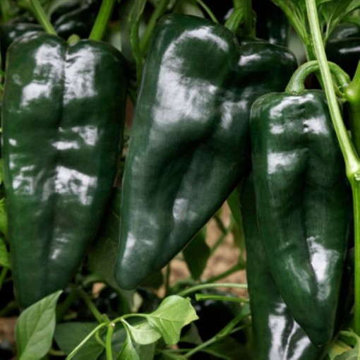 Sargento Poblano Peppers HP478-10