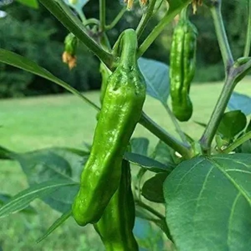 Manganji Peppers SP45-10