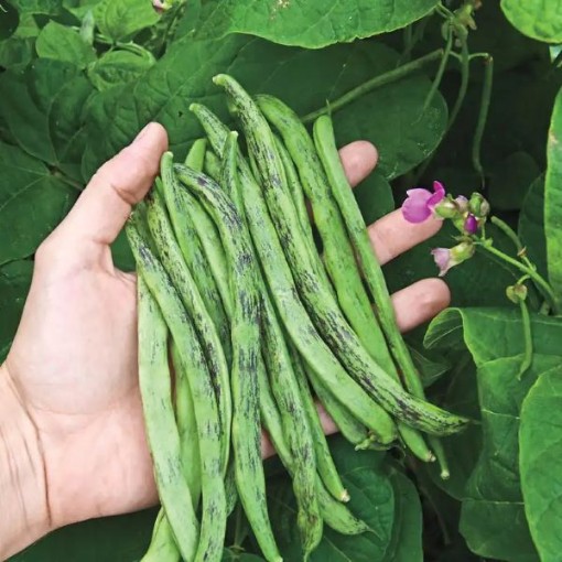 Rattlesnake Beans BN107-50