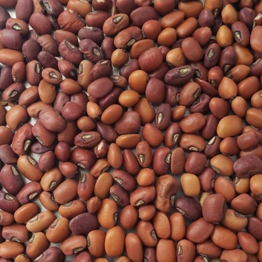 Iron & Clay Cowpeas BN127-50