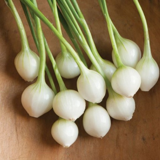 Eclipse Onions ON38-100