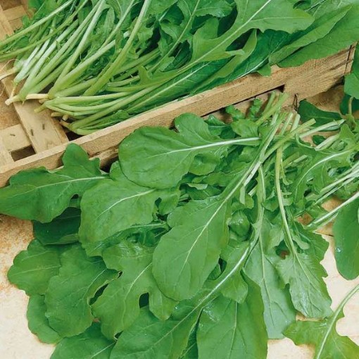 Arugula AG1-1000