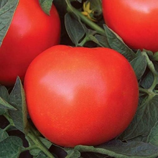 Phoenix Tomato TM902-10