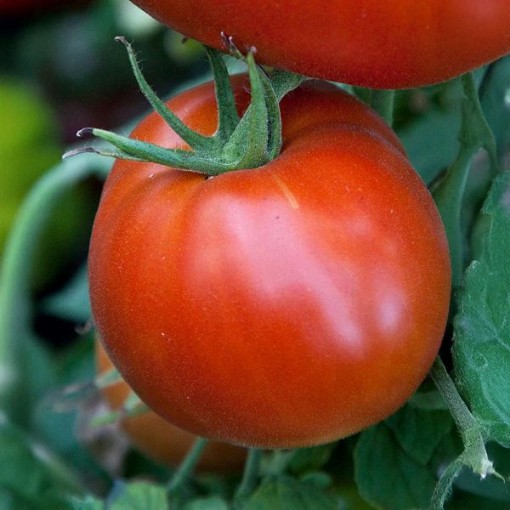 Celebrity Plus Tomato TM913-10