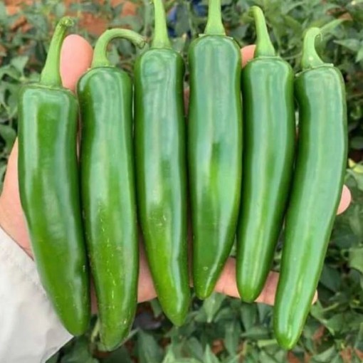 Trapio Serrano Peppers HP2559-20