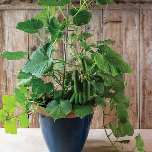 Quick Snack Cucumbers CU137-10