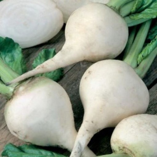Albino Beets BT6-100