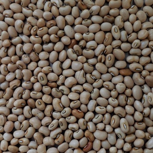 White Acre Cowpeas BN141-50